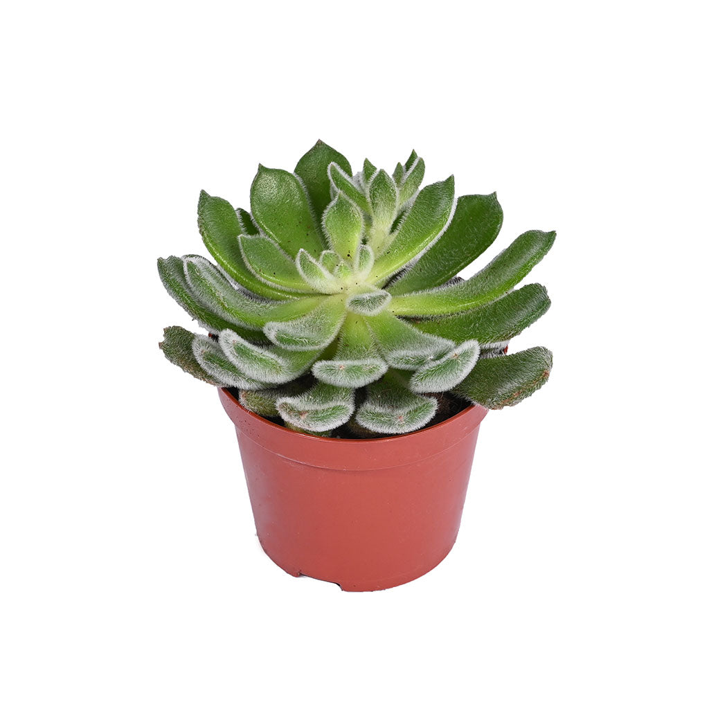 Echeveria (Assorted type)