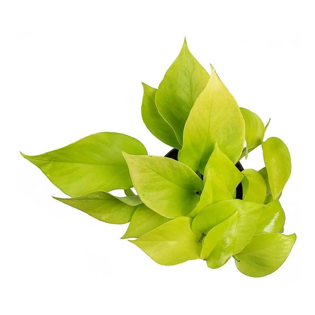 Epipremnum Neon - Golden Pathos