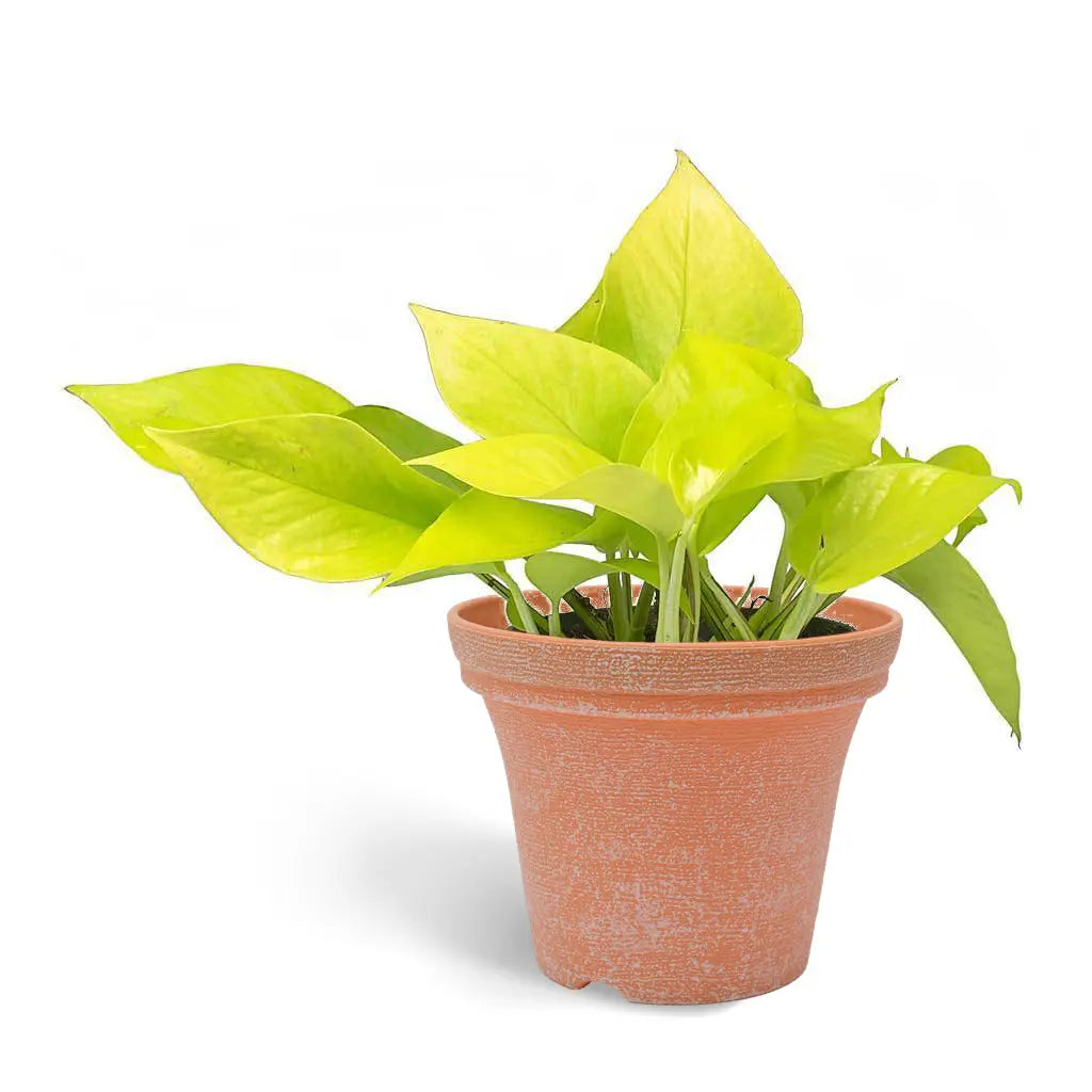 Epipremnum Neon - Golden Pathos