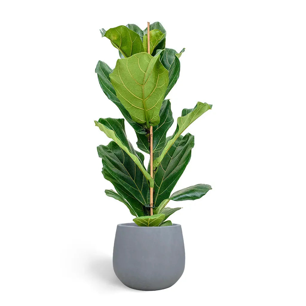 Ficus Lyrata - Fiddle Leaf Fig