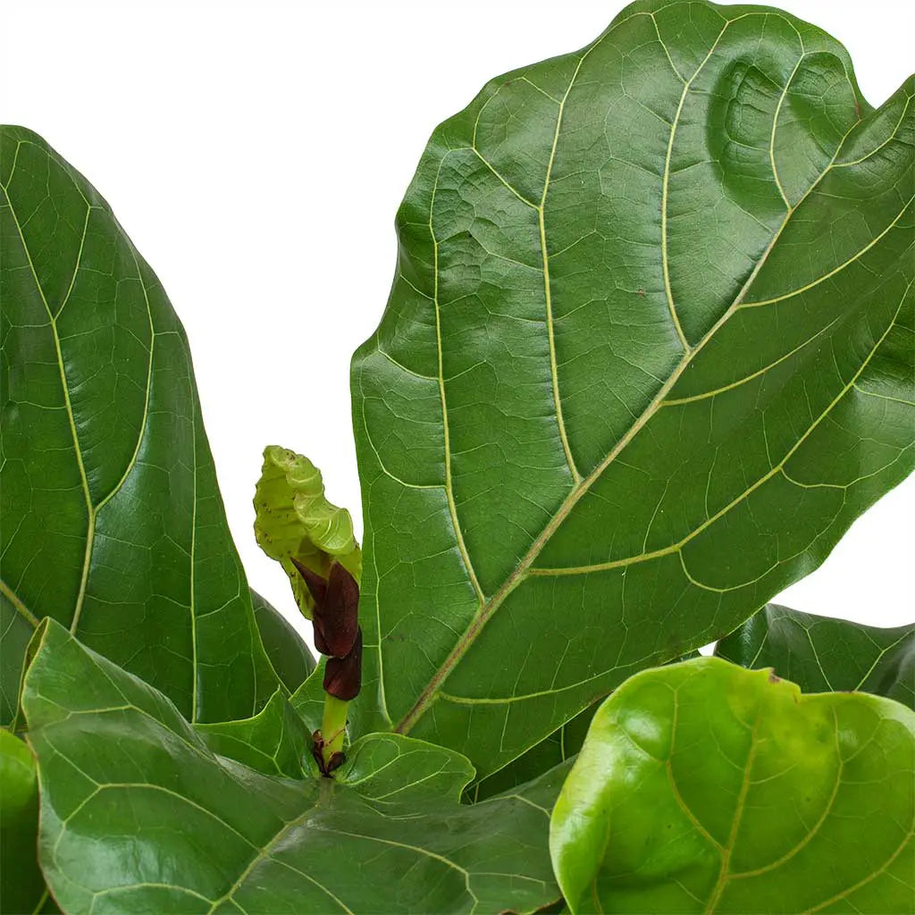 Ficus Lyrata - Fiddle Leaf Fig