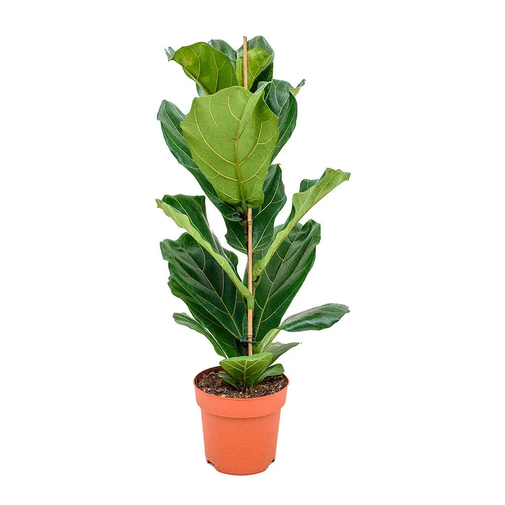 Ficus Lyrata - Fiddle Leaf Fig