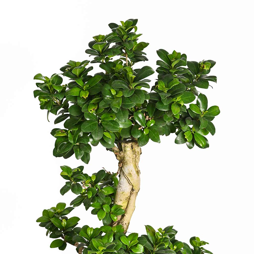 Ficus microcarpa Bonsai s shape