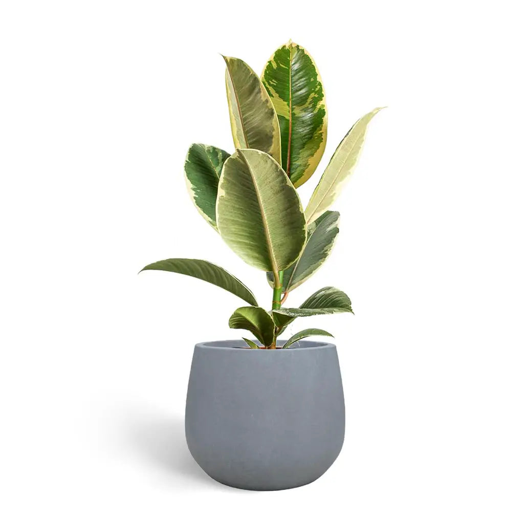 Ficus Robusta Tineke/ Ruby - Rubber Plant