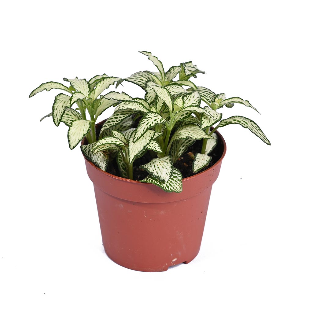 Fittonia - Nerve Plant - Mosaic Plant