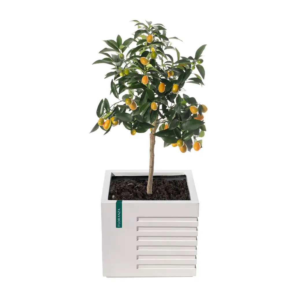 White Cube Planter GRP 601/B