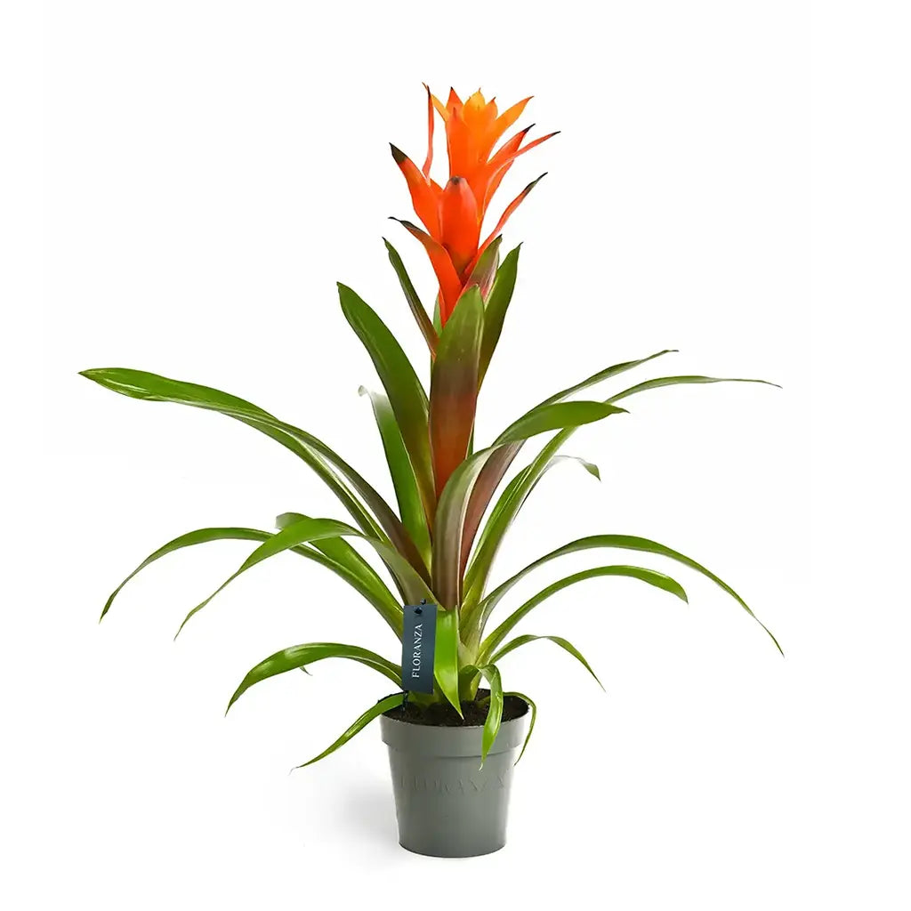 Guzmania - Bromeliad Guzmania, Vase plant(Assorted type)