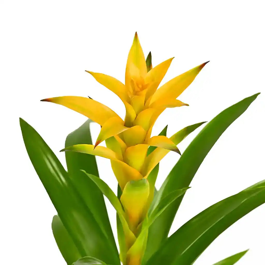 Guzmania - Bromeliad Guzmania, Vase plant(Assorted type)