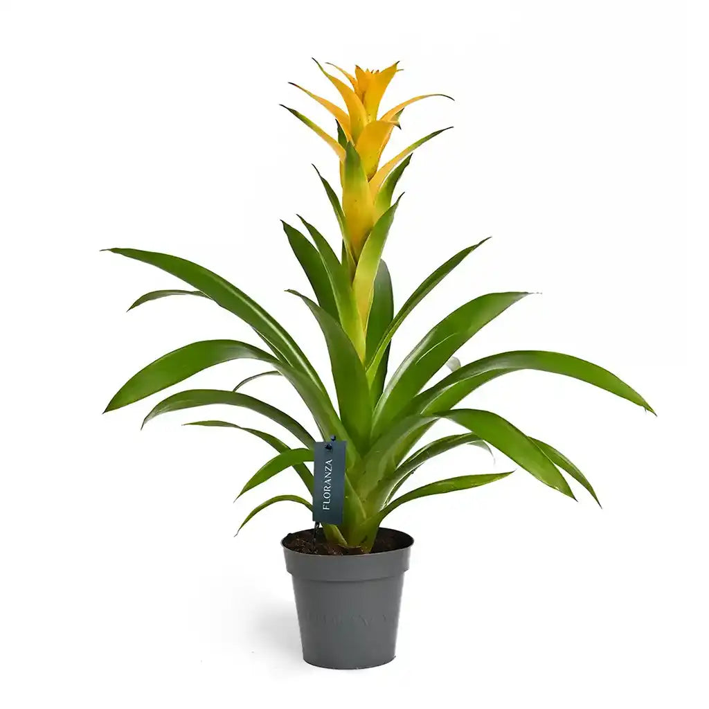 Guzmania - Bromeliad Guzmania, Vase plant(Assorted type)