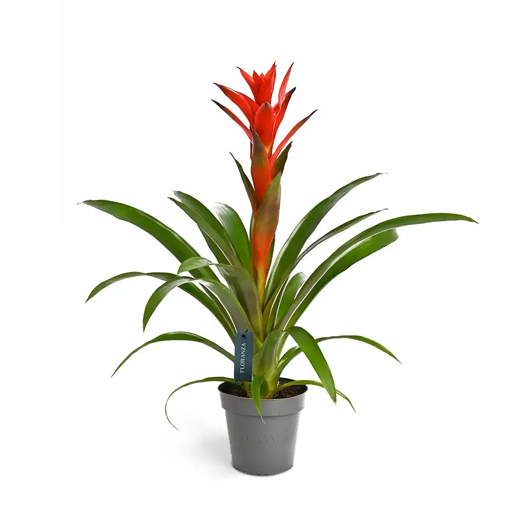 Guzmania - Bromeliad Guzmania, Vase plant(Assorted type)