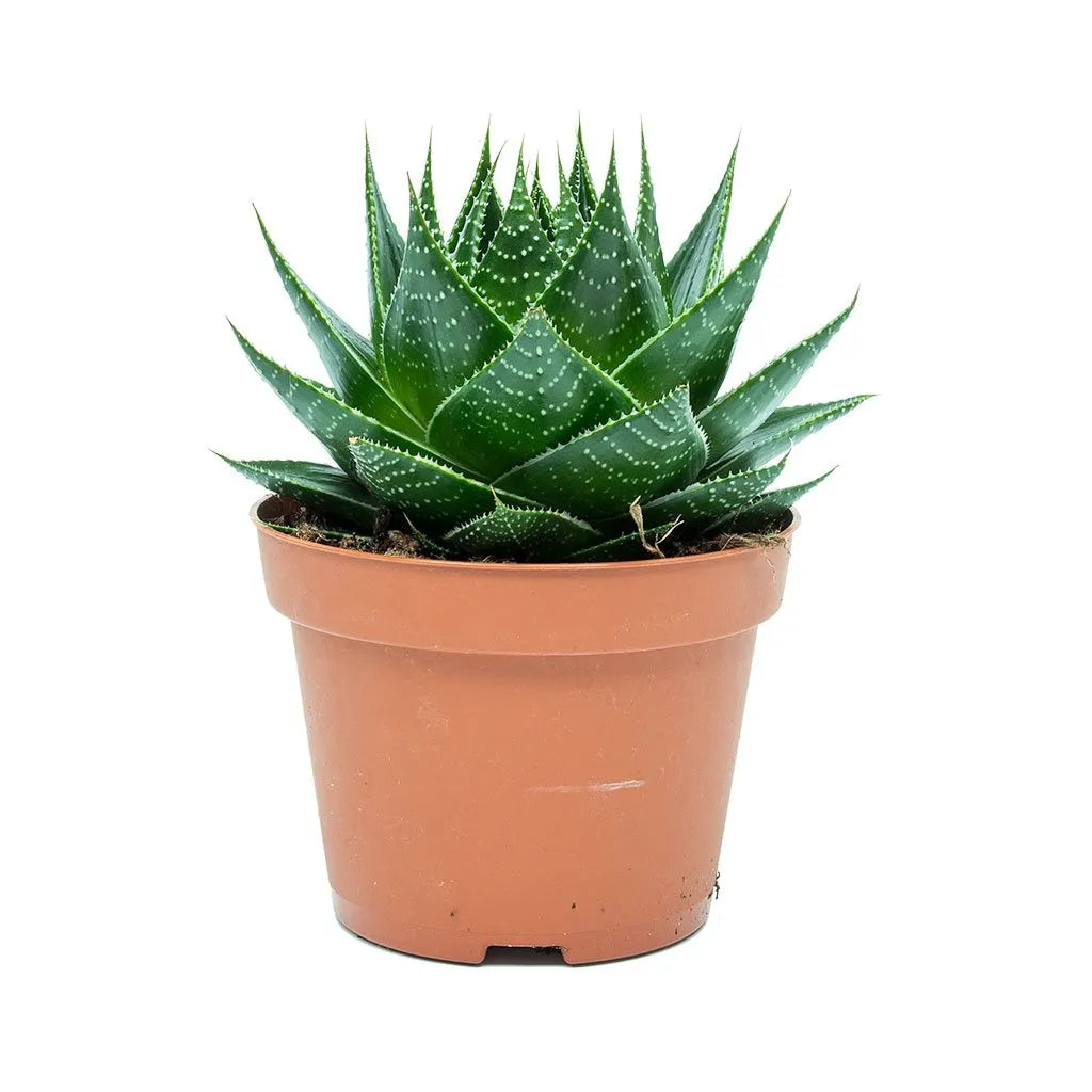 Haworthia - Pearl Plant