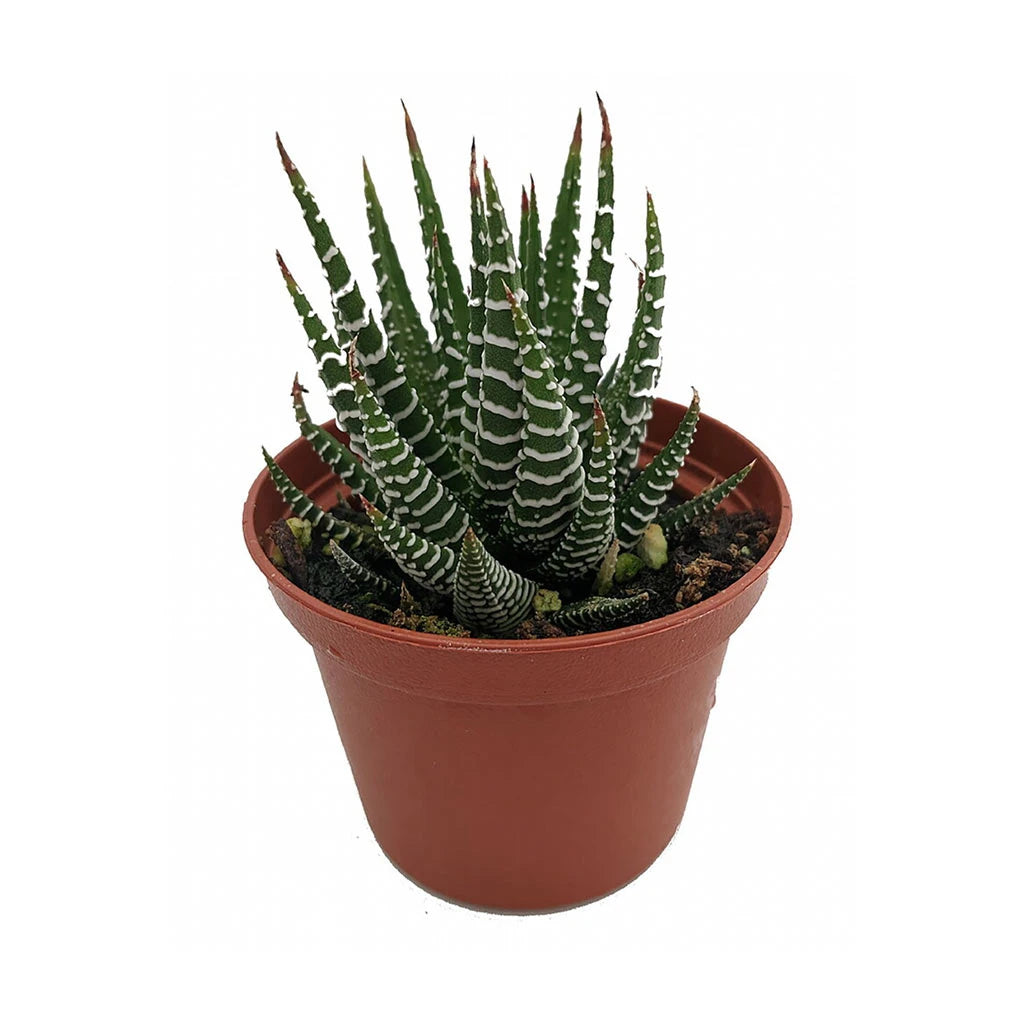 Haworthia - Pearl Plant