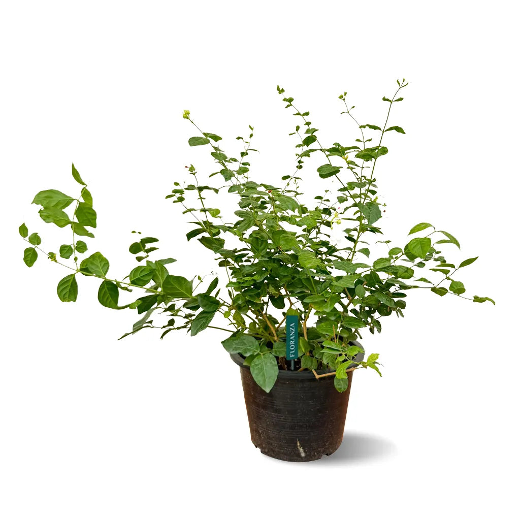 Jasminium sambac -Arabian Jasmine