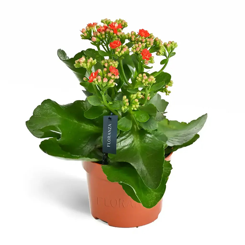 Kalanchoe - Flaming Katy