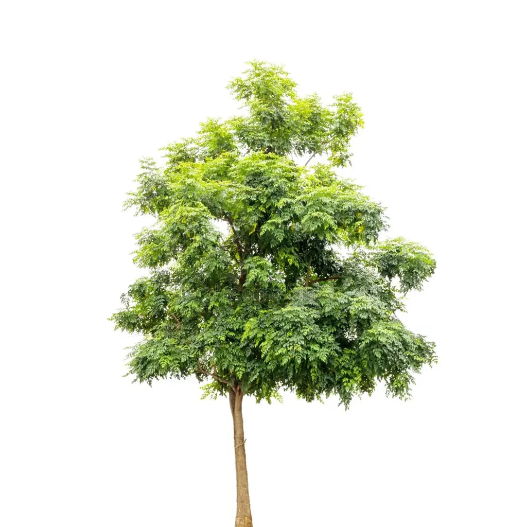 Millingtonia Hortensis- Indian Cork Tree
