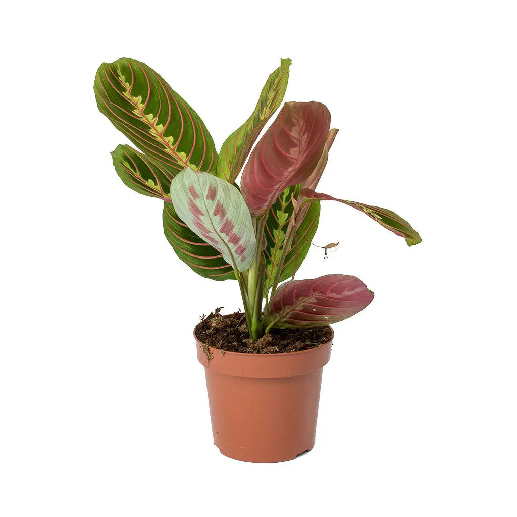 Maranta Fascinator- Prayer Plant