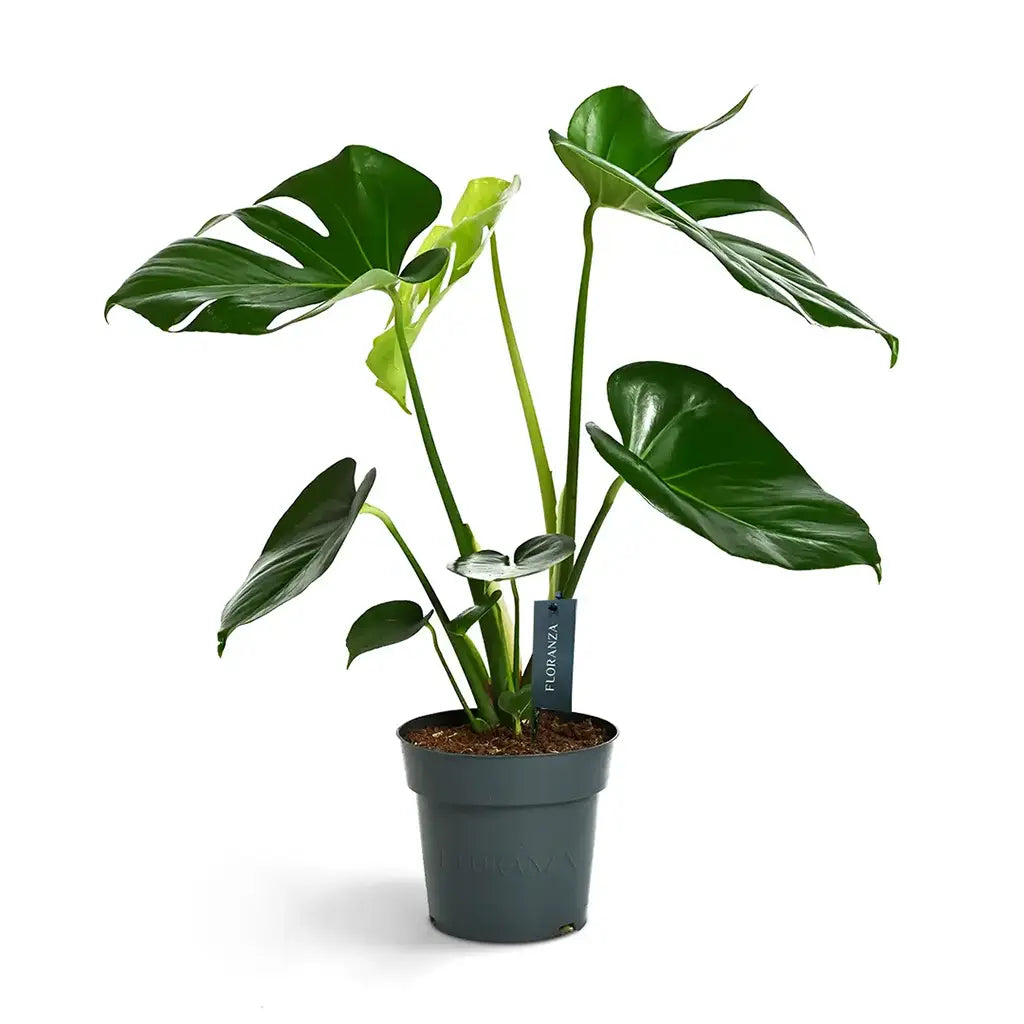 Monstera Deleciosa- Fountain Palm