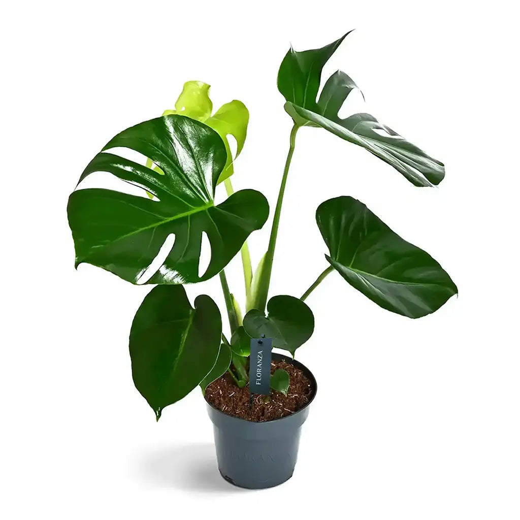 Monstera Deleciosa- Fountain Palm