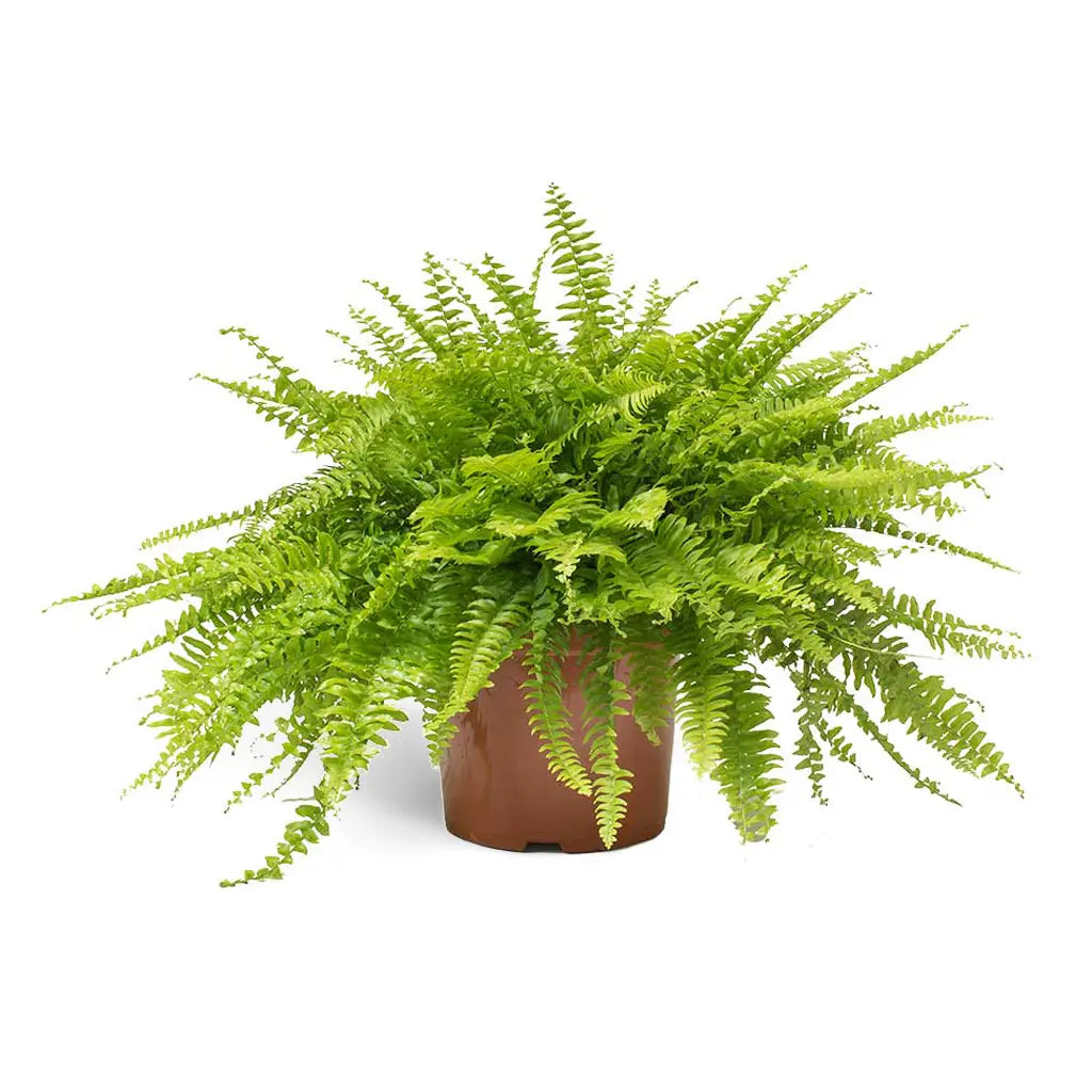 Nephrolepis Exaltata - Sword Fern- Boston fern