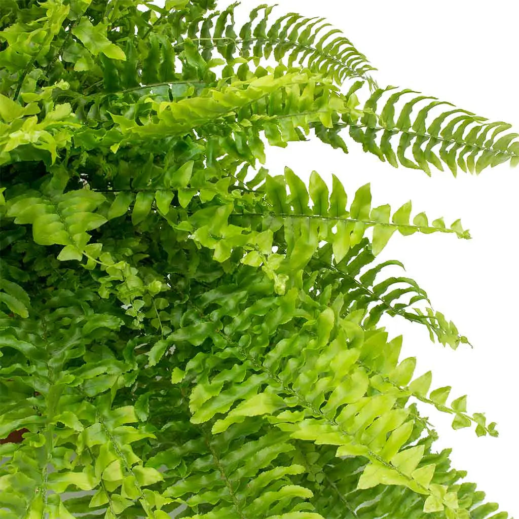 Nephrolepis Exaltata - Sword Fern- Boston fern