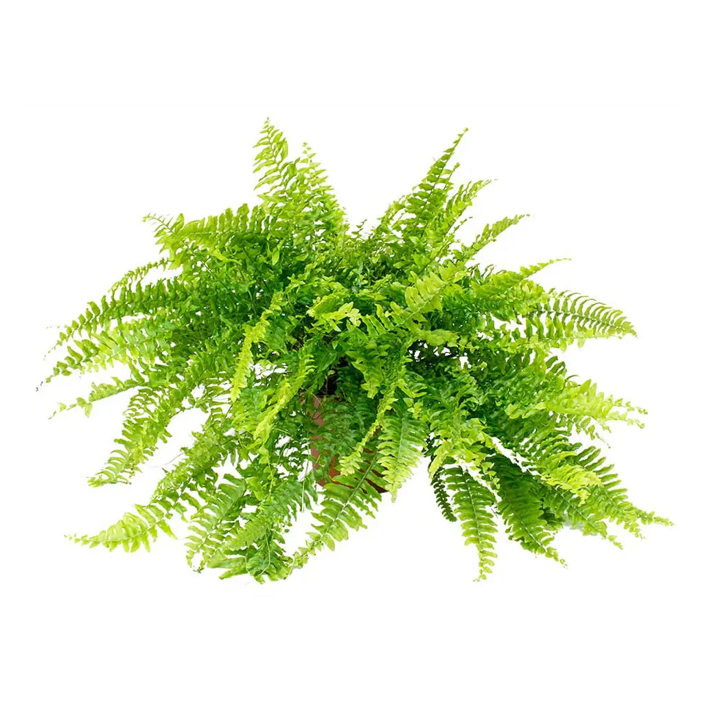 Nephrolepis Exaltata - Sword Fern- Boston fern