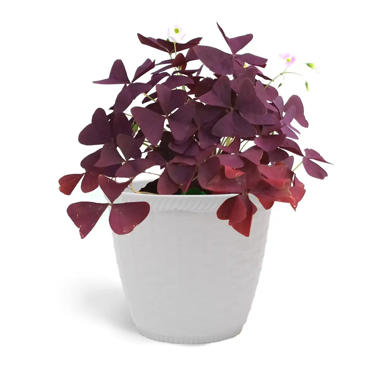Oxalis Triangularis - Love Plant- Burgundy Butterfly Plant