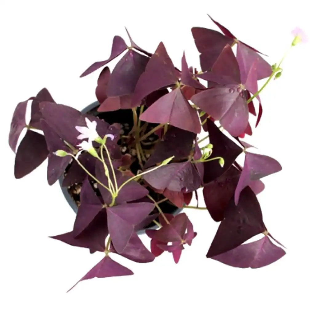Oxalis Triangularis - Love Plant- Burgundy Butterfly Plant
