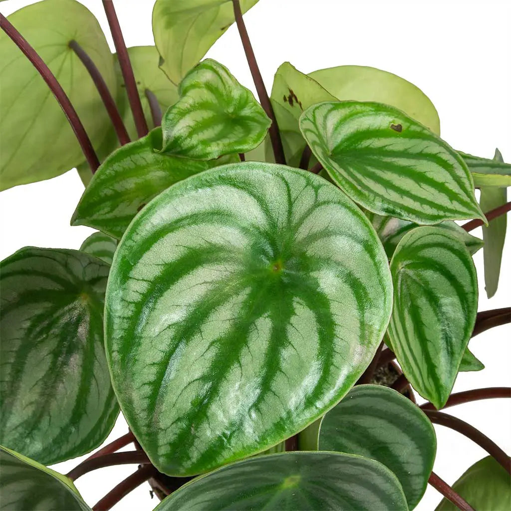 Peperomia Argyreia - Watermelon Begonia