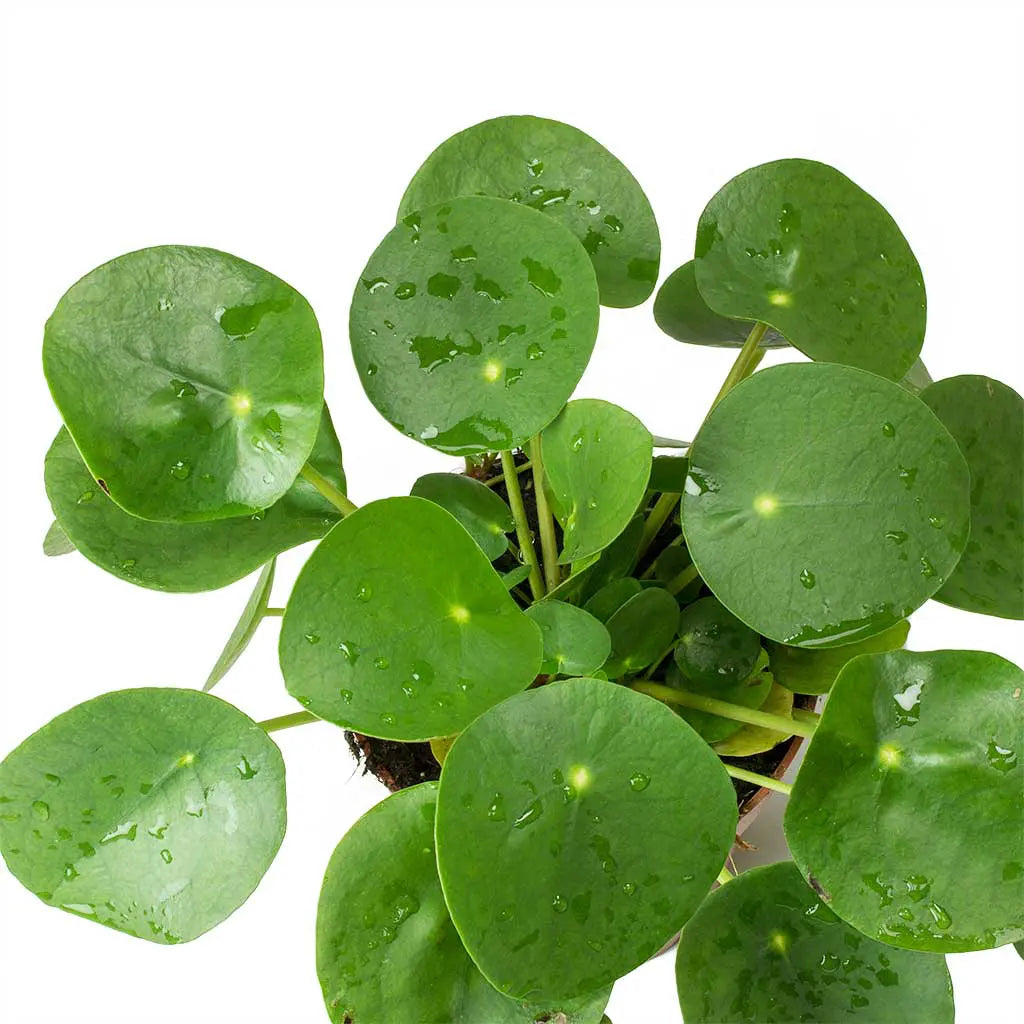 Pilea Peperomioides - Chinese money plant