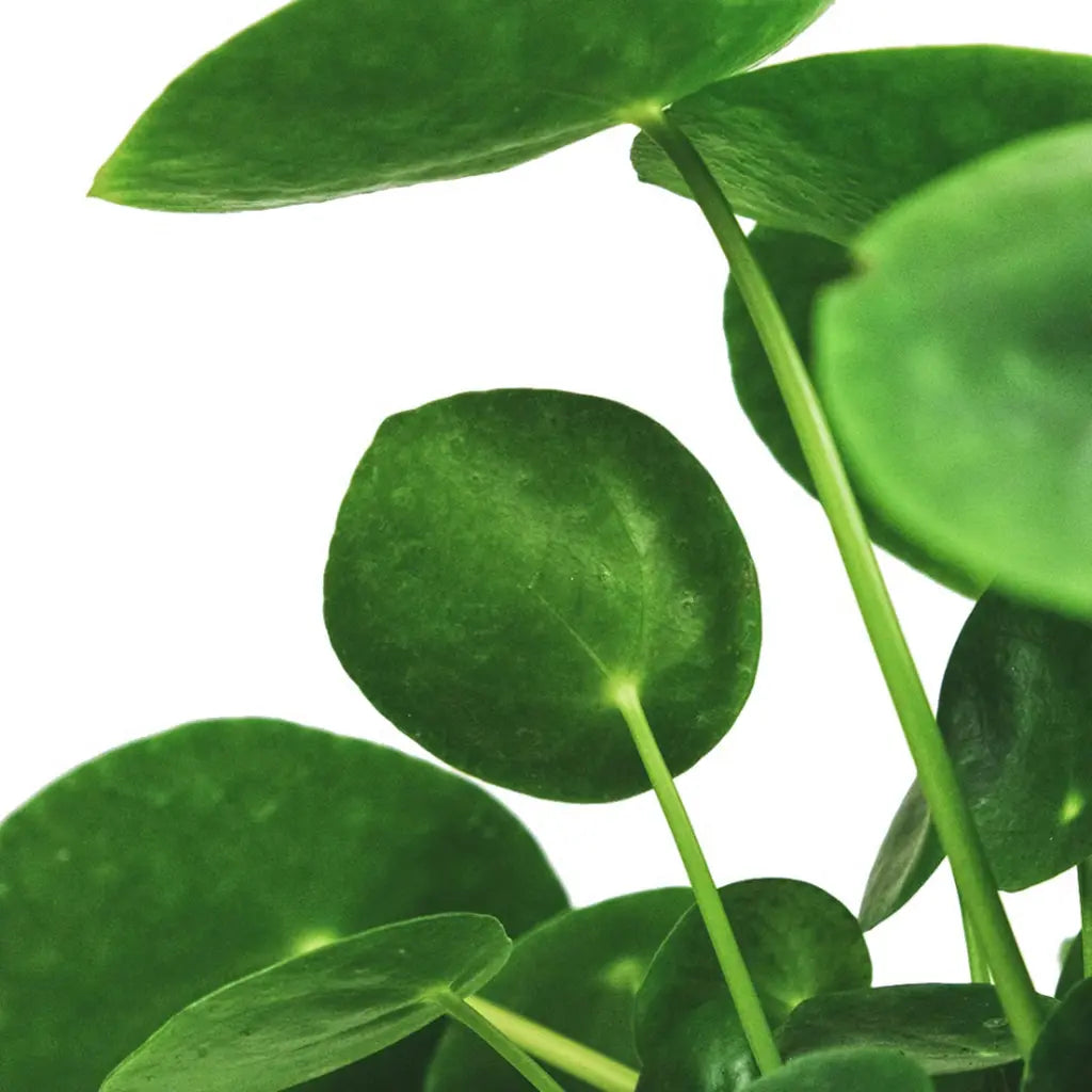 Pilea Peperomioides - Chinese money plant