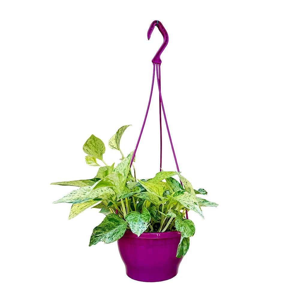 REKA MACROME NUR. POT W HANGERS