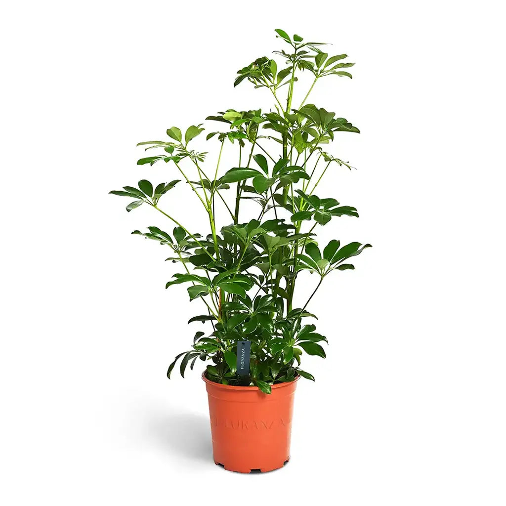 Schefflera Compacta - Umbrella Plant
