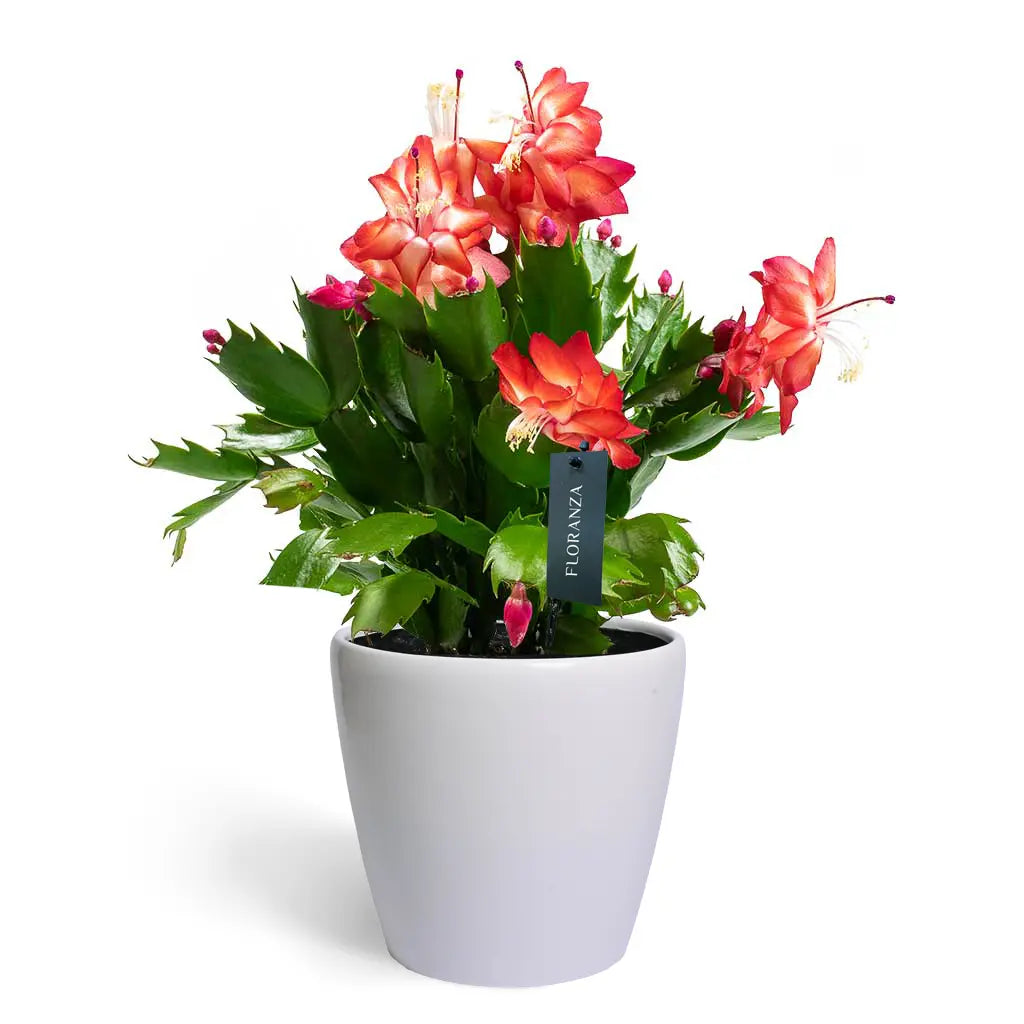 Schlumbergera - Christmas Cactus
