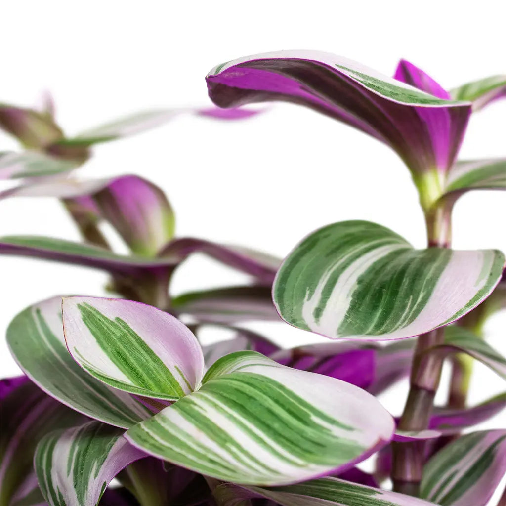 Tradescantia Nanouk - Wandering Jew