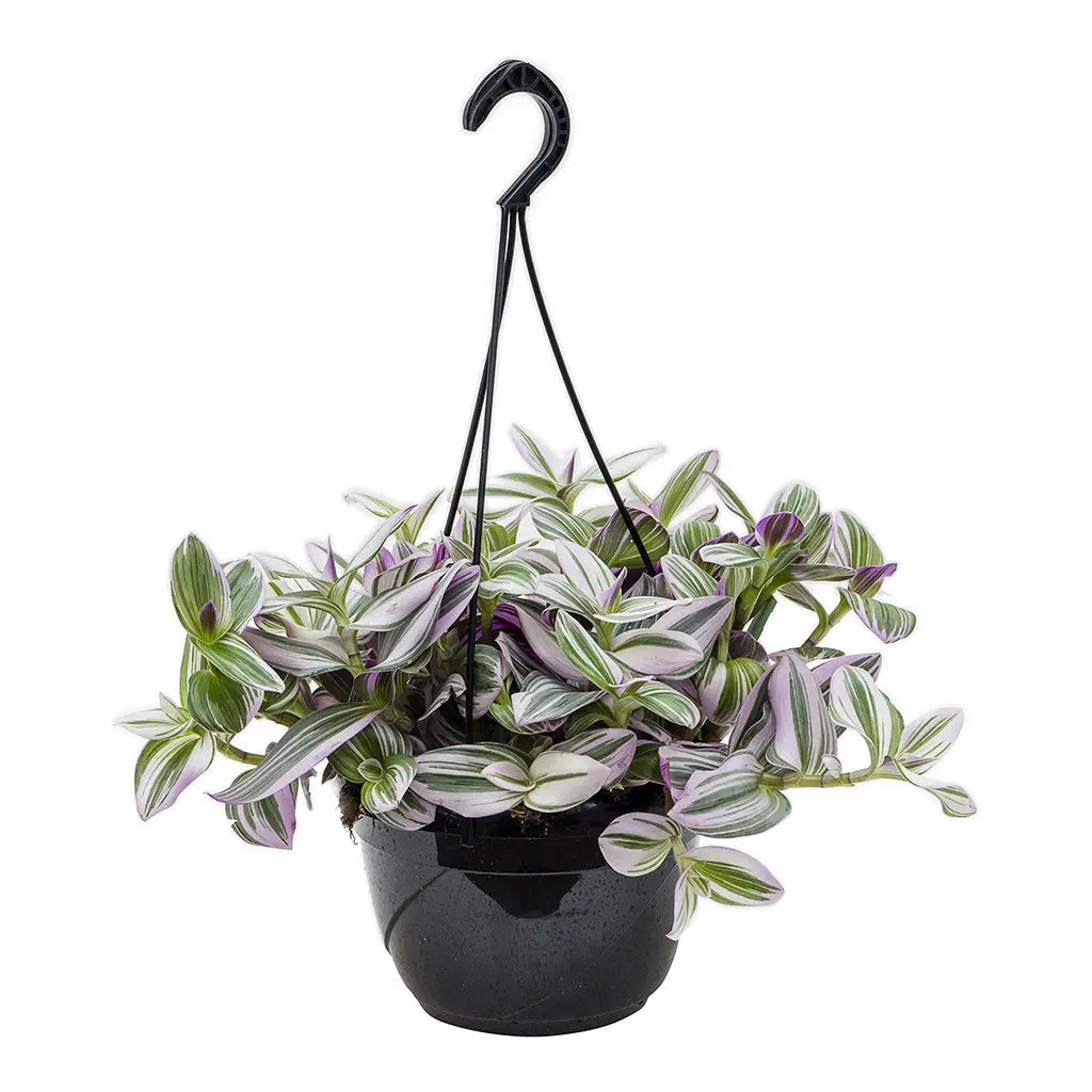 Tradescantia Nanouk - Wandering Jew