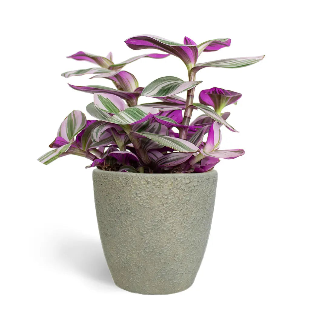 Tradescantia Nanouk - Wandering Jew
