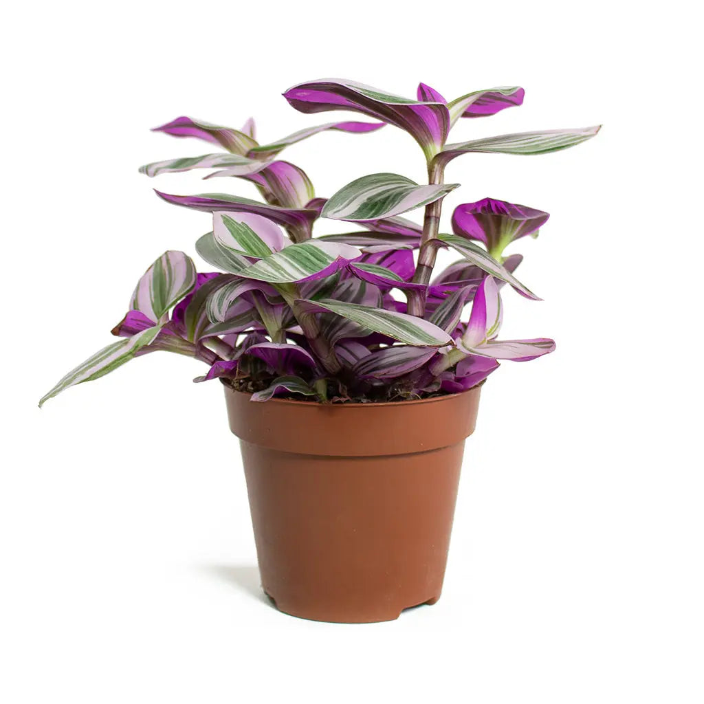 Tradescantia Nanouk - Wandering Jew