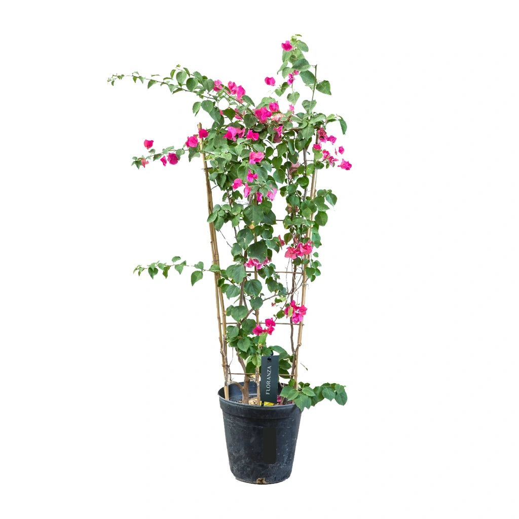 Bougainvillea 4 stick