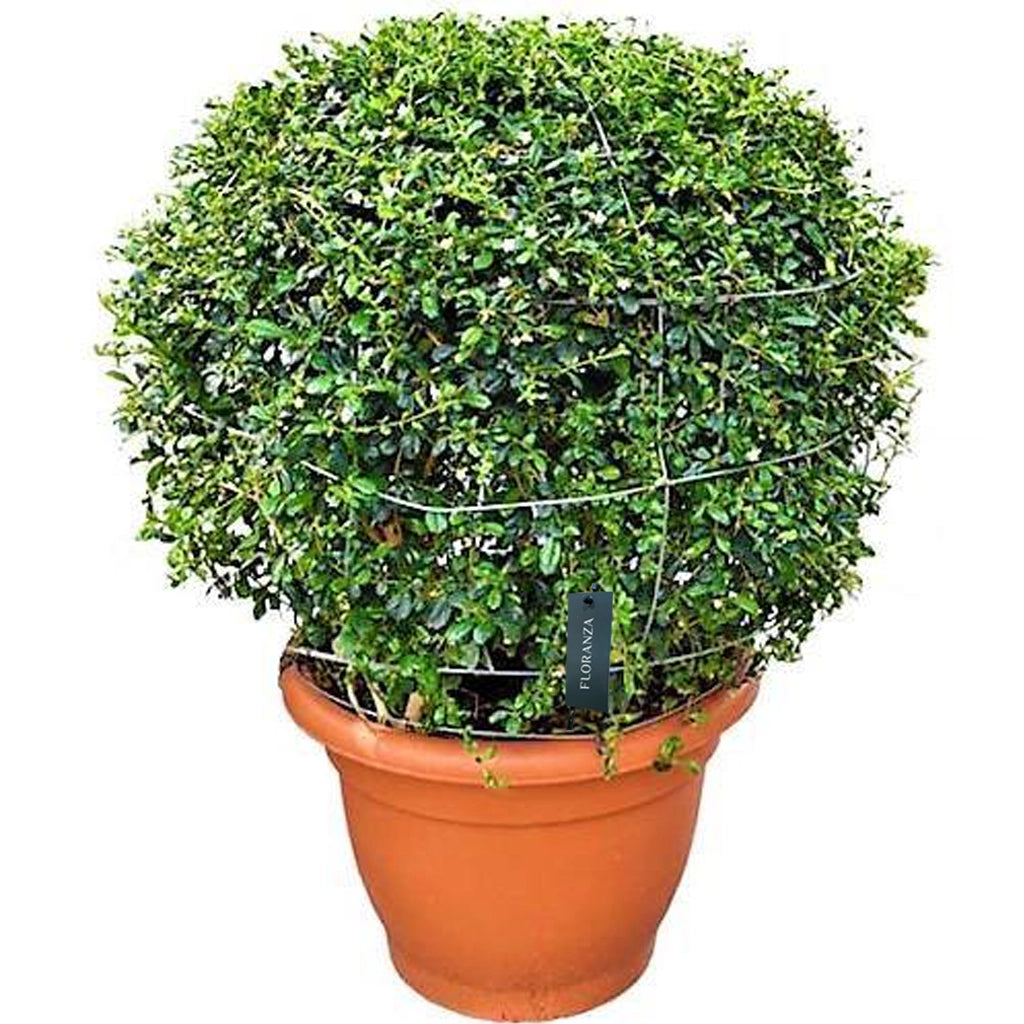 Ehretia microphylla- Fukien tea tree