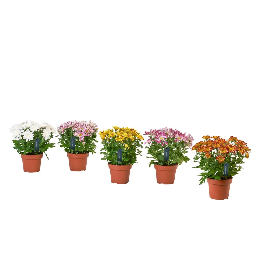 Chrysanthemum (Assorted colour)