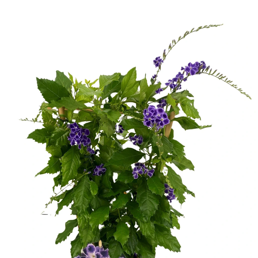 Duranta erecta
