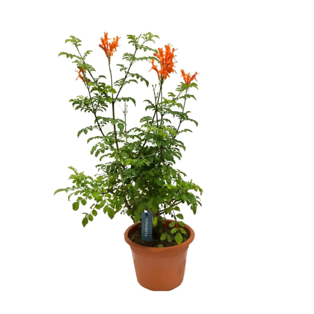 Tecomaria capensis- Cape Honeysuckle