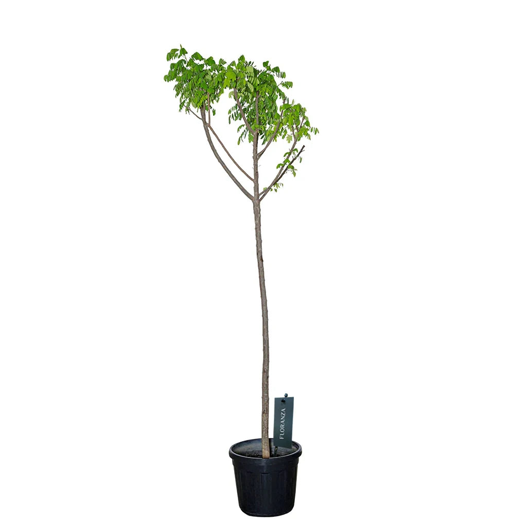 Cassia Glauca-Golden Shower Tree