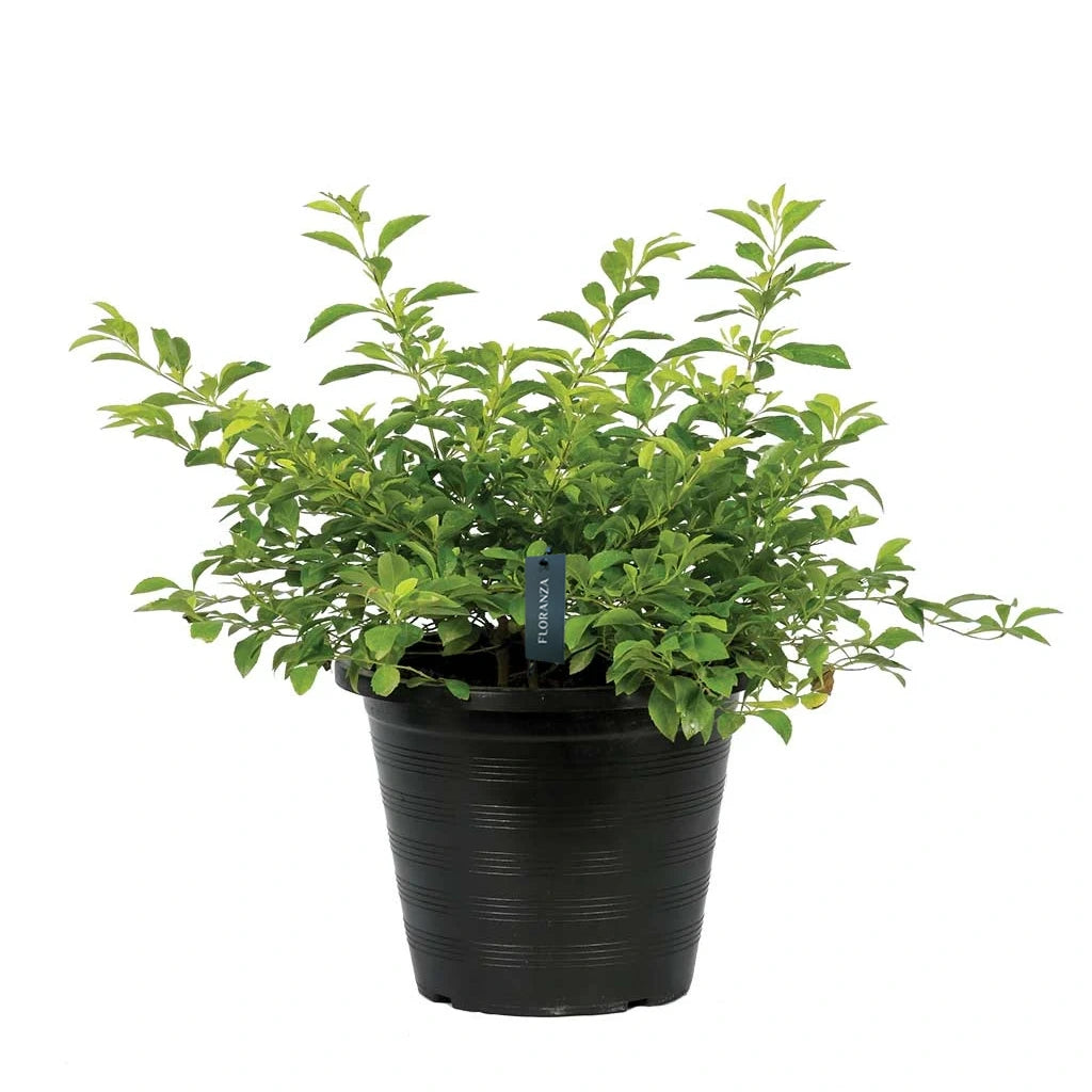 Duranta erecta