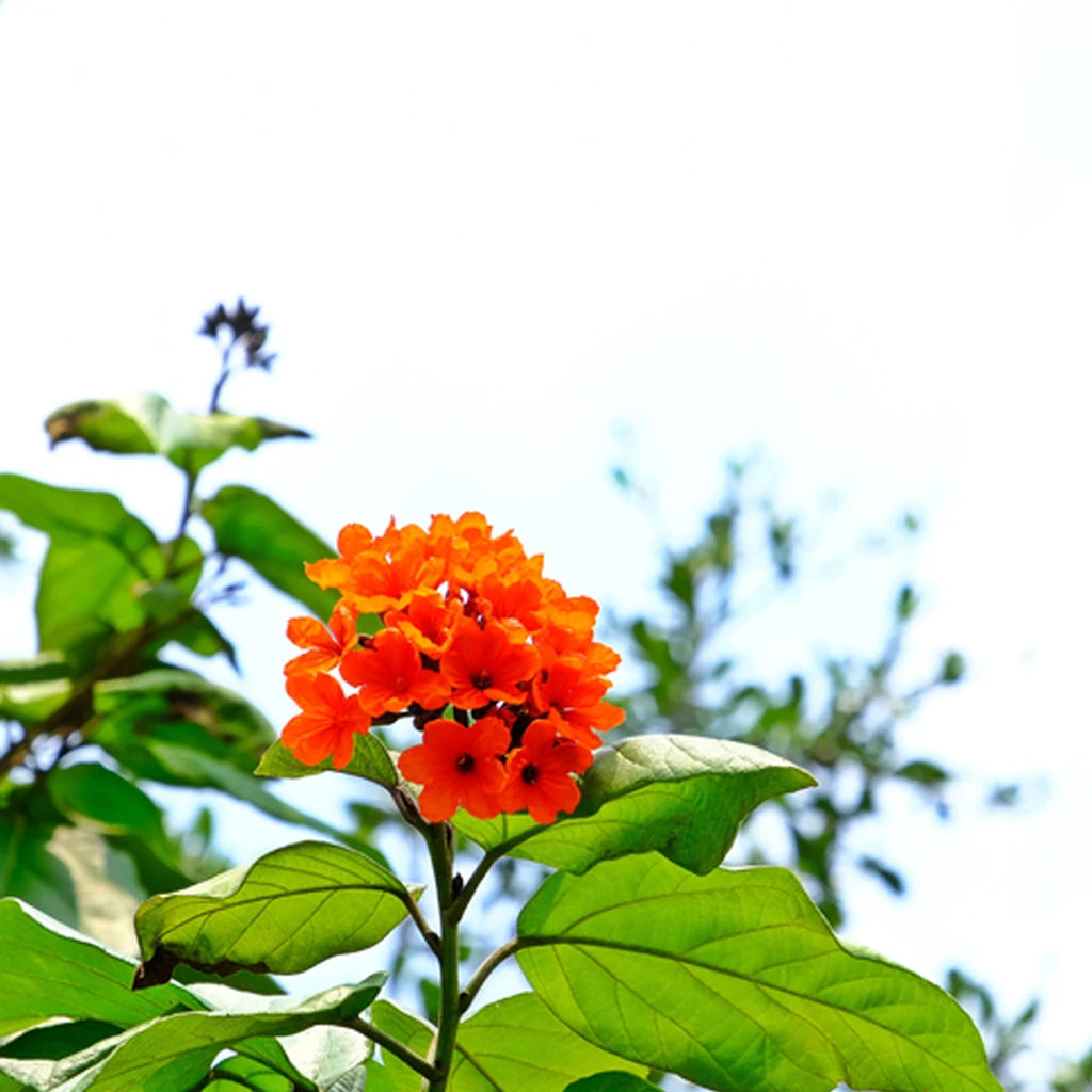 Cordia Sebestena- Scarlet Cordia