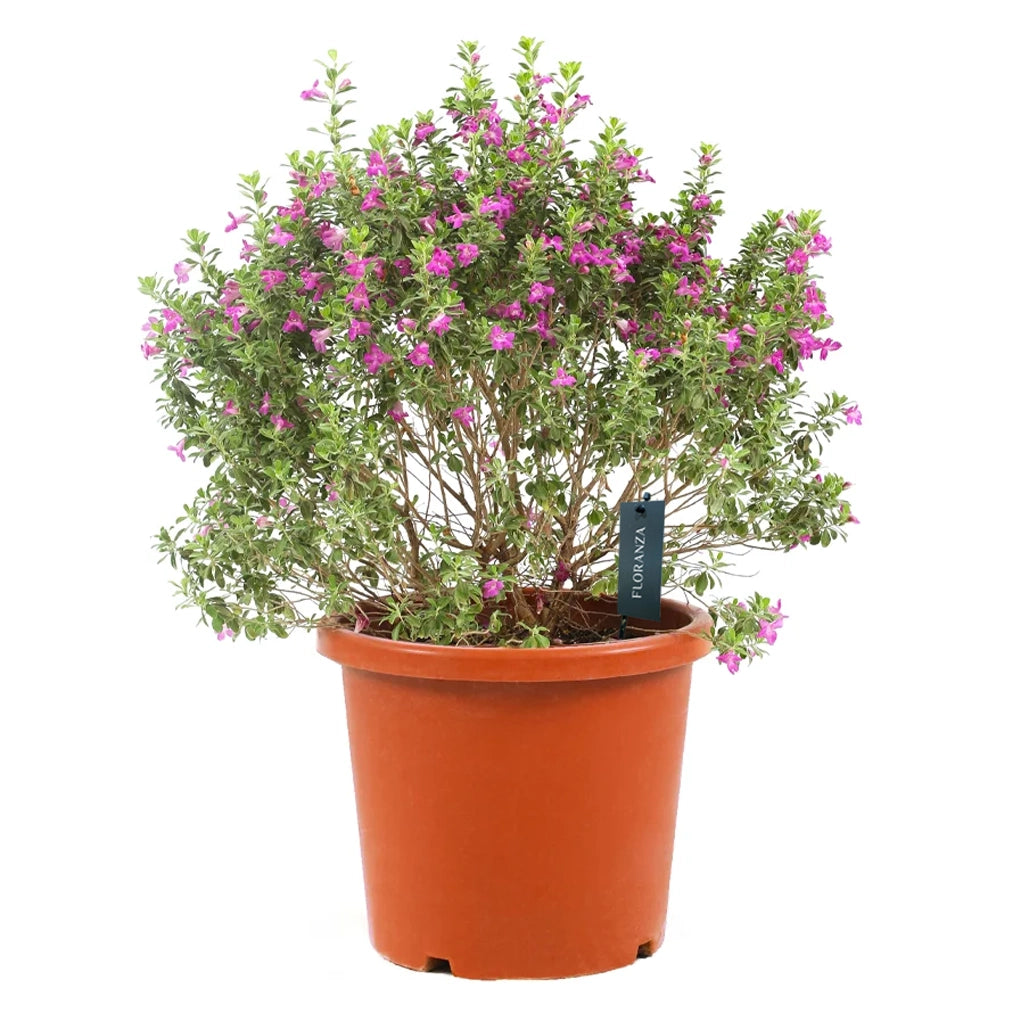 Leucophyllum- Texas Sage