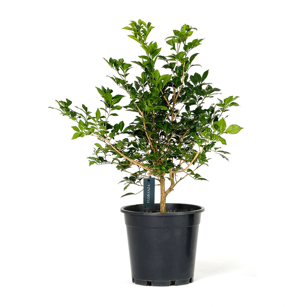 Murraya Paniculata- Orange jasmine- Mock orange