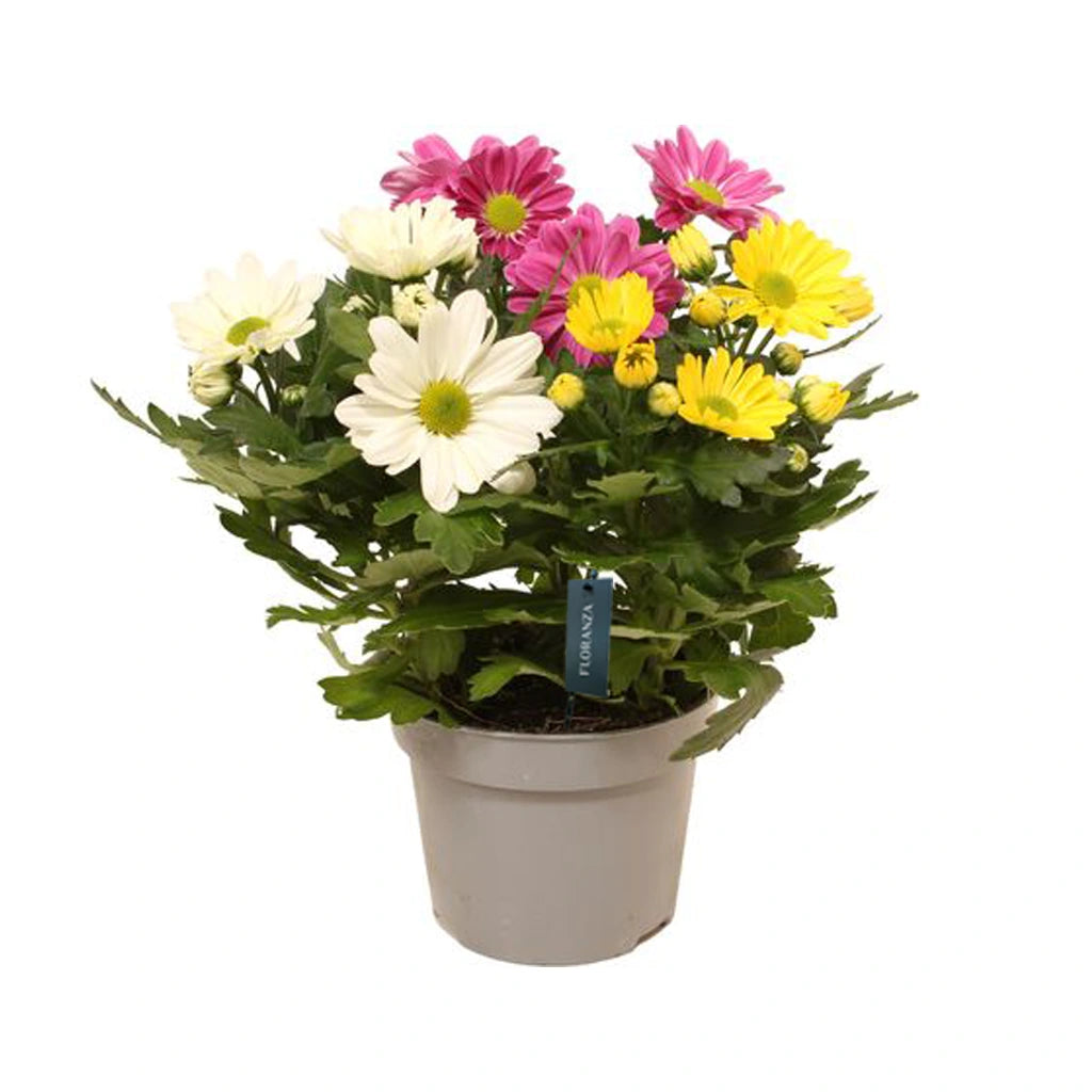 Chrysanthemum (Assorted colour)
