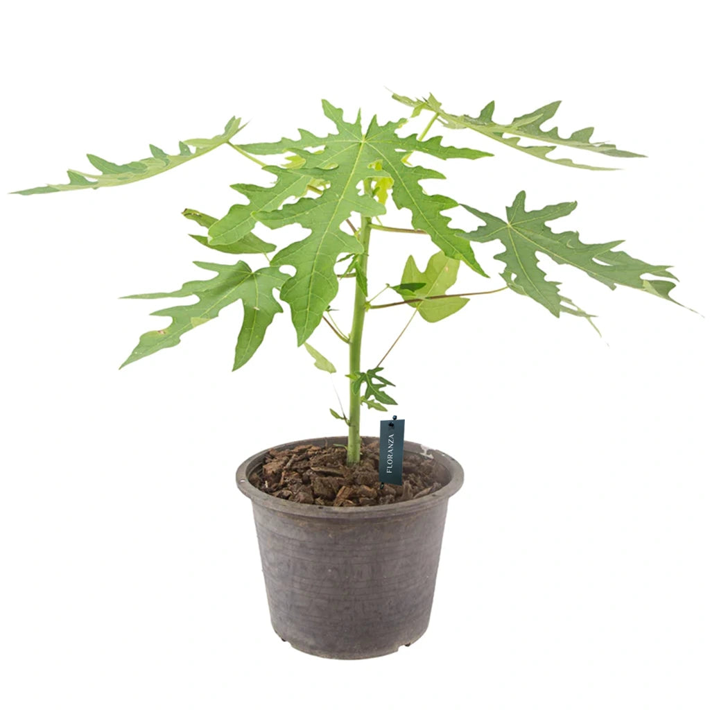 Carica papaya- Papaya