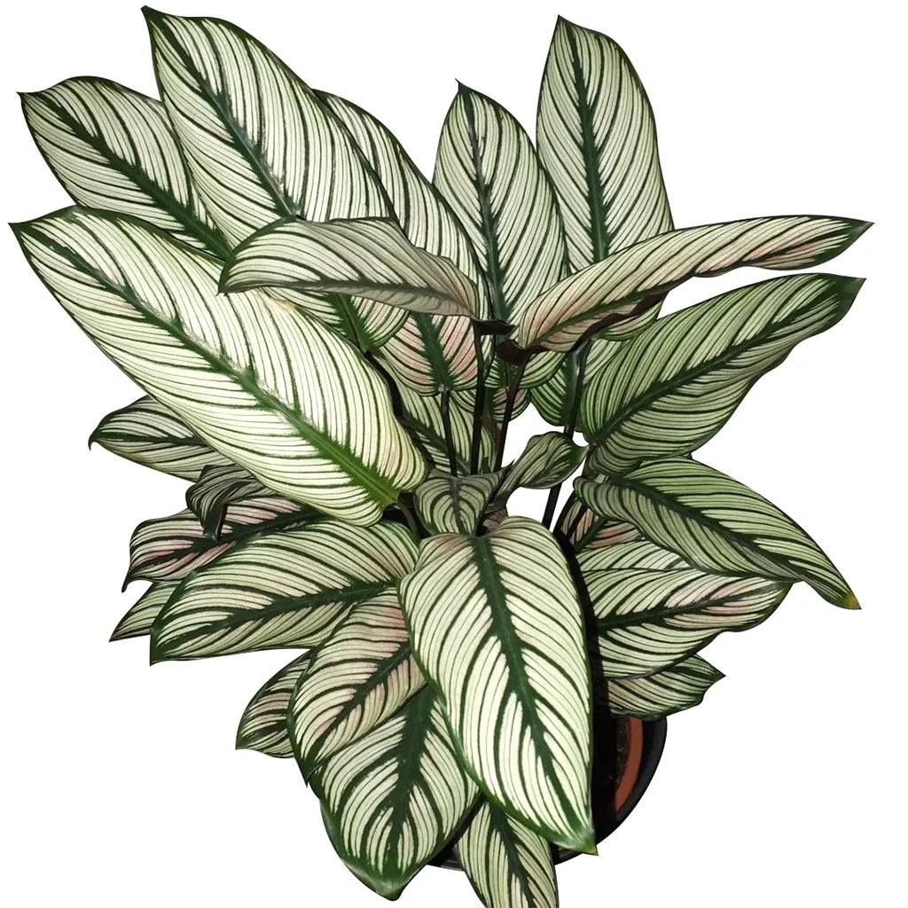 Calathea White Star - peacock plant